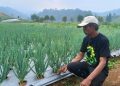 Petani Pasirdatar Keluhkan Harga Sayuran Murah Sedangkan Harga Pupuk Melambung Tinggi dan Langka