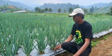 Petani Pasirdatar Keluhkan Harga Sayuran Murah Sedangkan Harga Pupuk Melambung Tinggi dan Langka