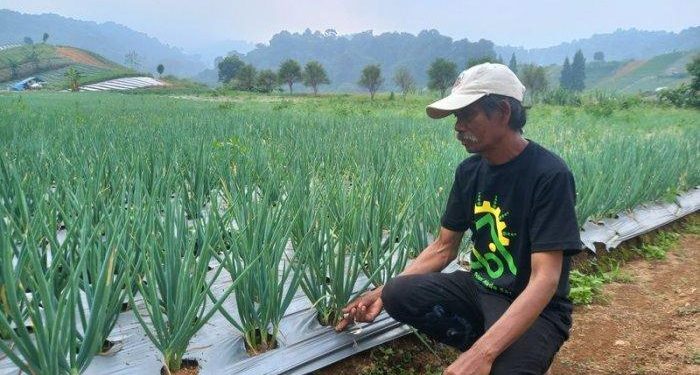 Petani Pasirdatar Keluhkan Harga Sayuran Murah Sedangkan Harga Pupuk Melambung Tinggi dan Langka