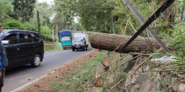 Pengendara Motor Asal Karawang Meninggal Dunia Tertimpa Pohon Tumbang di Lembang Bandung Barat