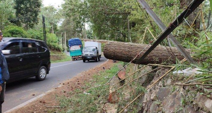 Pengendara Motor Asal Karawang Meninggal Dunia Tertimpa Pohon Tumbang di Lembang Bandung Barat