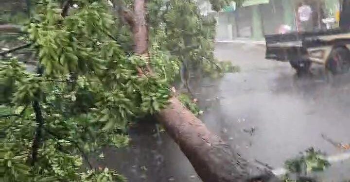 Hujan Deras Angin Kencang Terjang Cimahi, Banyak Pohon Tumbang dan Rumah Rusak