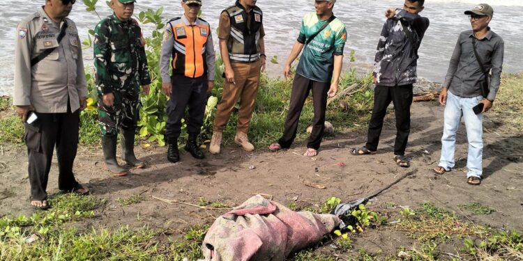Penemuan Mayat Perempuan di Muara Cilaki Garut, di Duga Terbawa Arus Sungai